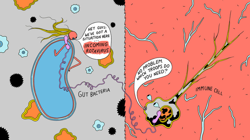 gut bacteria